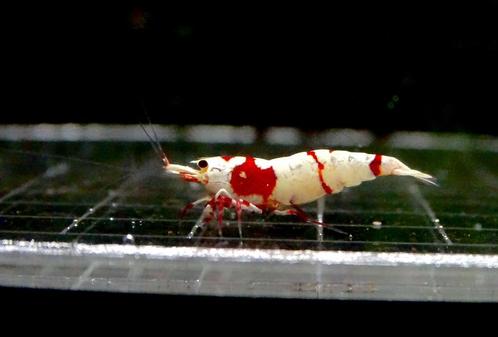 Red crystals juvie's, Dieren en Toebehoren, Vissen | Aquariumvissen