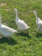 Ganzen boerengans, Dieren en Toebehoren, Pluimvee, Gans of Zwaan