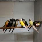 Pyrrhura Molina alle mutaties en leeftijden, Dieren en Toebehoren, Vogels | Parkieten en Papegaaien, Meerdere dieren, Parkiet