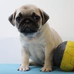 Mopshond puppy's te koop (Belgisch), België, CDV (hondenziekte), 8 tot 15 weken, Meerdere