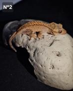 Gecko à crête juvénile, Animaux & Accessoires, Reptiles & Amphibiens | Accessoires, Autres types, Neuf