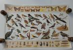 Educatieve poster Elsevier vogels, Ophalen of Verzenden, Zo goed als nieuw, Rechthoekig Liggend, Dier of Natuur