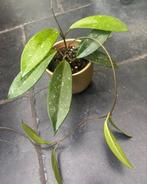 Hoya Pubicalyx, Huis en Inrichting, Kamerplanten, Ophalen of Verzenden