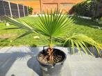 Washingtonia Robusta/Filifera palm, Volle zon, Vaste plant, Zomer, Ophalen