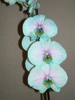 Blauwe orchidee + 1 witte gratis, Enlèvement