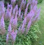 tuinplant Astilbe chinensis pumila lila - 1,00/pot, Ophalen