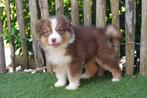 Prachtige Australische herder pups (aussie pups), Dieren en Toebehoren, Honden | Herdershonden en Veedrijvers, België, CDV (hondenziekte)