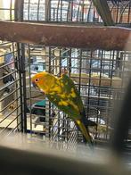 2 zonparkieten. Man, Dieren en Toebehoren, Vogels | Parkieten en Papegaaien