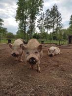 Varken, Mannelijk, 3 tot 5 jaar, Varken