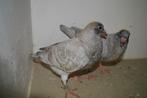 kleurpostduiven, Animaux & Accessoires, Oiseaux | Pigeons, Sexe inconnu, Pigeon voyageur