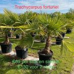 Palmbomen trachycarpus fortunei!, Tuin en Terras, Ophalen