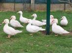 Witte carolina eenden., Dieren en Toebehoren, Pluimvee
