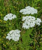 Achillea millefolium, Enlèvement, Plein soleil