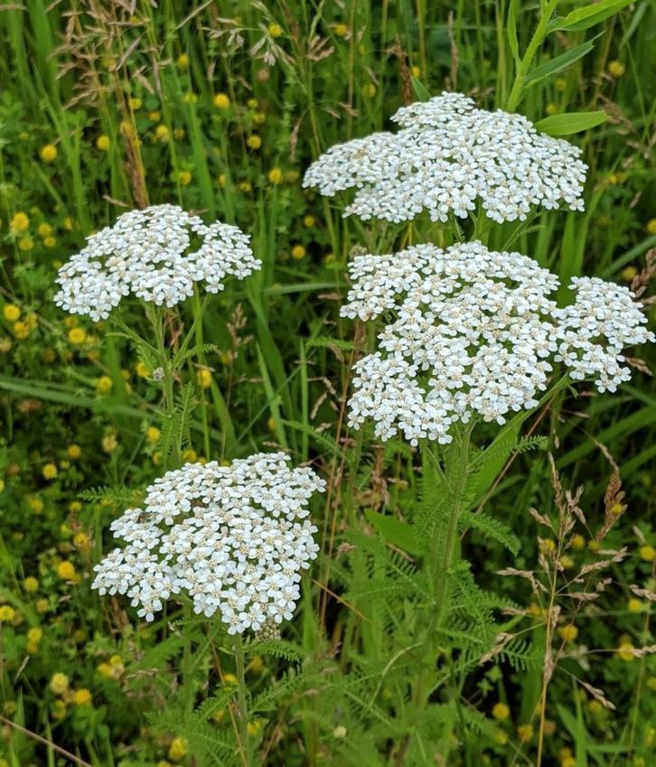 Achillea millefolium, Jardin & Terrasse, Plantes | Jardin, Plein soleil, Enlèvement