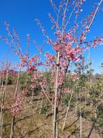 Japanse kerselaar / Roze & witte bloemen, Tuin en Terras, Planten | Bomen, Lente, Overige soorten, Volle zon, 250 tot 400 cm