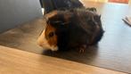 Cavia beertje, Cavia, Mannelijk, Mei, Tam