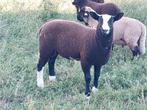 Zwartbles schapen, Dieren en Toebehoren, Meerdere dieren, Schaap, 0 tot 2 jaar