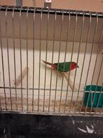 Roodkop papegaai amandine, Dieren en Toebehoren, Vogels | Overige Vogels, Mannelijk, Tropenvogel, Geringd