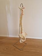 3B Anatomische wervelkolom incl. standaard, Ophalen, Zo goed als nieuw