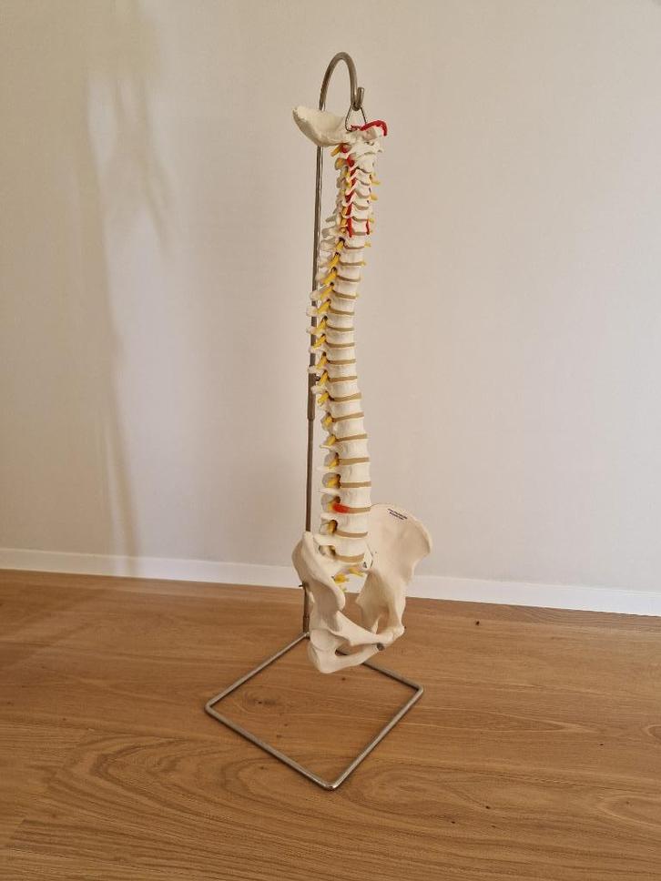 3B Anatomische wervelkolom incl. standaard, Diversen, Schoolbenodigdheden, Zo goed als nieuw, Ophalen