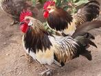 Bassette haantjes te geef, Dieren en Toebehoren