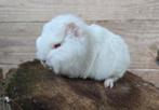 CH teddy cavia beertje, Dieren en Toebehoren, Knaagdieren, Cavia