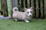 Prachtige welsh corgi cardigan pups, Dieren en Toebehoren, België, Overige rassen, CDV (hondenziekte), 8 tot 15 weken