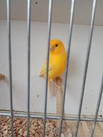 Te koop 2 gele mannetjes kanaries van 2025 met ring, Dieren en Toebehoren, Vogels | Kanaries, Mannelijk, Kleurkanarie