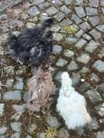 Zijdehoen kuikens,  verschillende kleuren en leeftijden, Sexe inconnu, Poule ou poulet