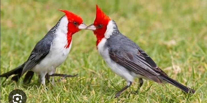 Verschillende vogels gezocht voor export, Dieren en Toebehoren, Pluimvee