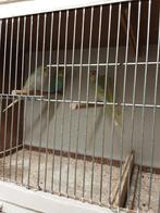 Grasparkieten koppels  gereed om te kweken, Dieren en Toebehoren, Vogels | Parkieten en Papegaaien