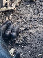 Mini gottingervarkens, Dieren en Toebehoren, Schapen, Geiten en Varkens