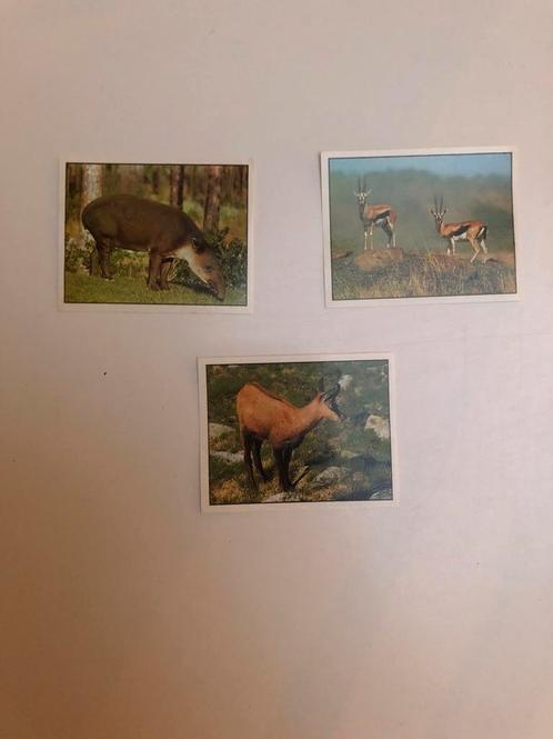 Stickers reeks Panini: ANIMALS of the world, Verzamelen, Stickers, Nieuw, Dier en Natuur, Ophalen of Verzenden