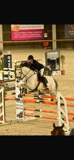 Knappe goudeerlijke springmerrie, Dieren en Toebehoren, Paarden, Merrie