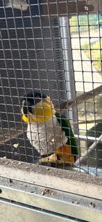 Caique tete noir, Vrouwelijk