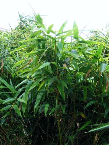  Bamboe Fargesia Murieliae nu idaal weer om te planten. beschikbaar voor biedingen
