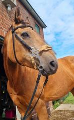Dochter van Tivio Jessie james & Lookin like okie, Gechipt, Zadelmak, 11 jaar of ouder, Westernpony
