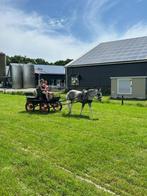 lieve bereden/betuigde kinder c pony ruin., Dieren en Toebehoren, Gechipt, B, Ruin, 3 tot 6 jaar