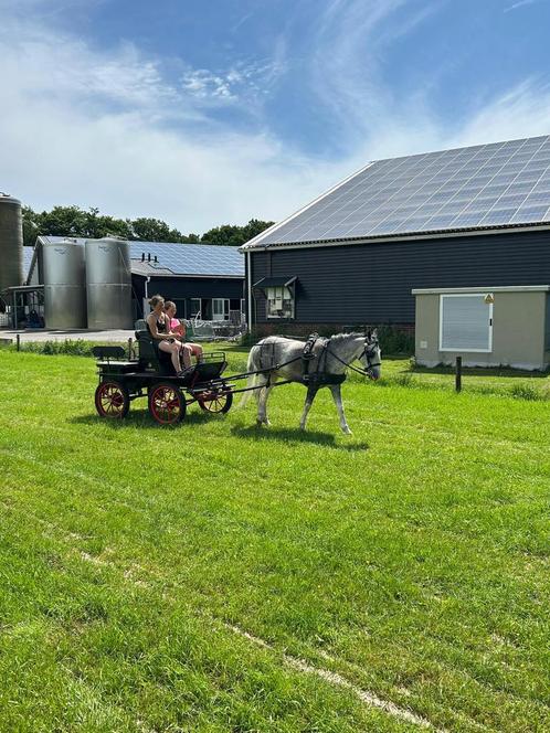 lieve bereden/betuigde kinder c pony ruin., Dieren en Toebehoren, Pony's, Ruin, B, C pony (1.27m tot 1.37m), Tuigpony, 3 tot 6 jaar