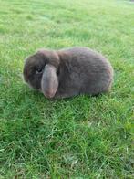 Nederlandse hangoordwerg bruin vrouwtje, Dieren en Toebehoren, Vrouwelijk, Dwerg, Hangoor, 0 tot 2 jaar