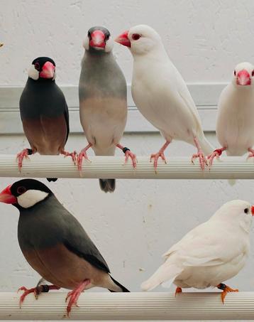 Rijstvogels / padda's  beschikbaar voor biedingen
