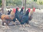 Olijflegger hanen, Dieren en Toebehoren, Pluimvee, Mannelijk, Kip