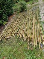 Bamboostokken, Tuin en Terras, Palen, Balken en Planken, Ophalen, Nieuw, 250 cm of meer, Overige typen