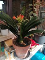 Plante Saint-Joseph, Ophalen