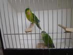 bonhomme perruche citron à vendre, Mâle, Perruche, Bagué
