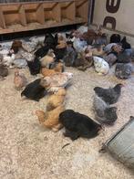 Cochin krielen, Dieren en Toebehoren, Pluimvee, Vrouwelijk, Kip