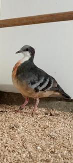 Dolksteekduif, Animaux & Accessoires, Oiseaux | Pigeons