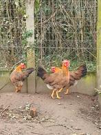 Leghorn goudpatrijs, Dieren en Toebehoren, Pluimvee