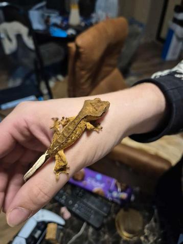 Wimpergekko te koop 10 weken oud beschikbaar voor biedingen