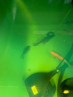 Goudvissen, Goudvis(sen)